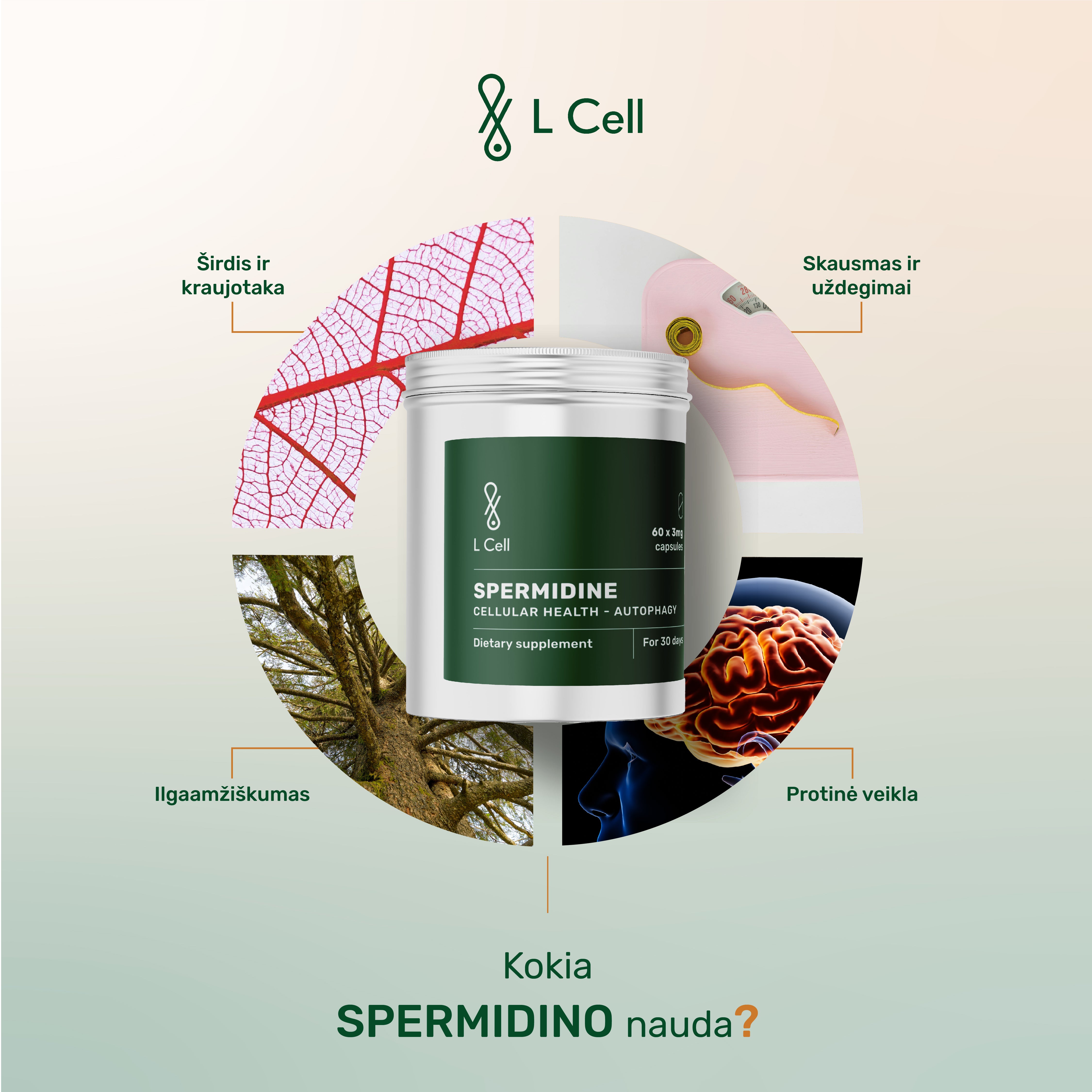 Spermidine Capsules 3mg (30 days, 60 pc.)